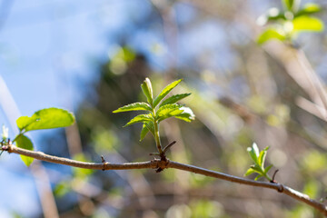 Green leafs in a forest in Schaan in Liechtenstein