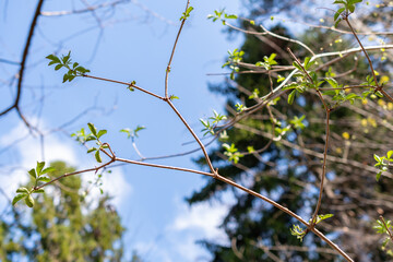 Green leafs in a forest in Schaan in Liechtenstein