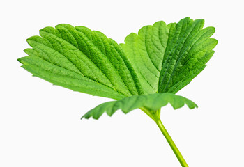 Three young green strawberry leaves on a white background.
