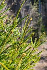 Fir tree in a forest in Schaan in Liechtenstein