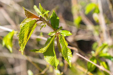 Fresh green leafs in a forest in Schaan in Liechtenstein