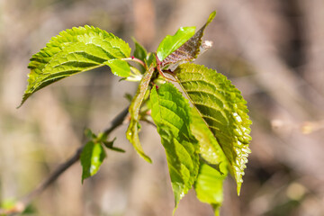 Fresh green leafs in a forest in Schaan in Liechtenstein