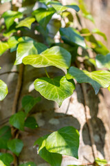 Ivy leafs in a forest in Schaan in Liechtenstein