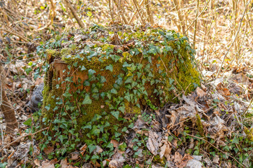 Ivy leafs in a forest in Schaan in Liechtenstein