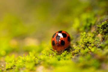macro shot of a ladybug feeding on green moss