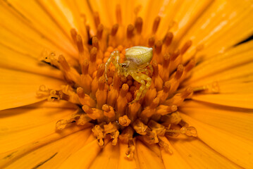 Crab spider on a Mexican sunlower