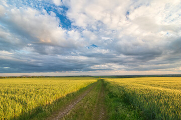 Beautiful view on the field of yellow grain with path in evening sunlight.