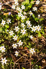 Tiny white Snowdrop Anemone Sylvestris flower in a forest in Schaan in Liechtenstein