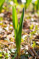 Obraz premium Spring time in a forest in Schaan in Liechtenstein