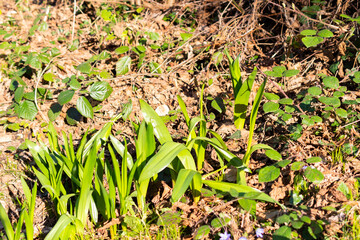 Spring time in a forest in Schaan in Liechtenstein
