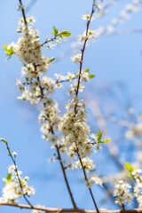 Spring time in a forest in Schaan in Liechtenstein