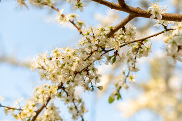 Spring time in a forest in Schaan in Liechtenstein