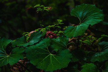 森のフキと色んな植物たち