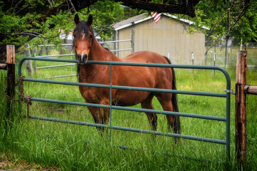 Fototapeta premium horse in the field
