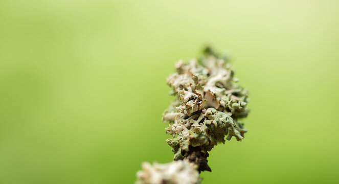 Lichen Cystococcus on a tree branch close up. Green moss on the branches