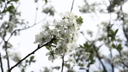 A beautiful branch of a flowering tree. White spring flowers