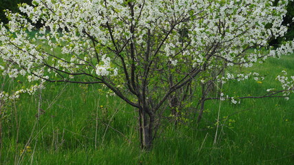 Fototapeta premium a beautiful tree blooming with white flowers