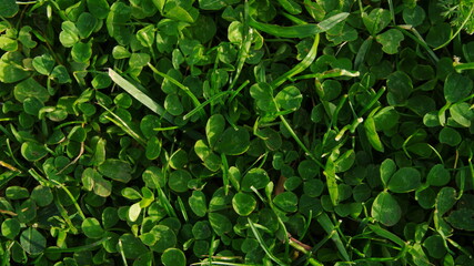 lawn of clover and grass