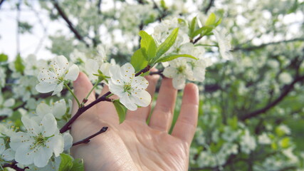 Fototapeta na wymiar A hand touches a branch of a flowering tree