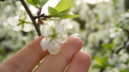 Palm and white flowers of a blooming tree in spring