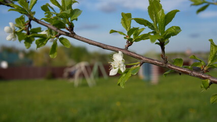A beautiful branch of a flowering tree. White spring flowers