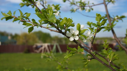 A beautiful branch of a flowering tree. White spring flowers