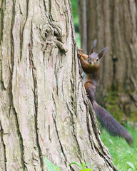 Squirrel on the tree