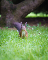 Sitting squirrel sitting in deep grass