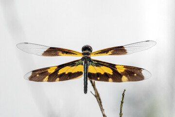 dragonfly on a branch