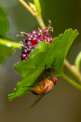 Fly on a mulberry plant leaf