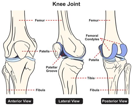Knee joint anatomy infographic diagram medical science education structure parts bones femur patella tibia fibula anterior lateral posterior view cartoon vector drawing chart illustration scheme