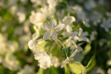 flowers in the garden