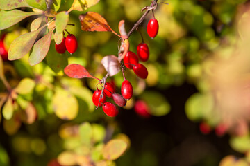 Ripe barberry berries on bush branches in autumn