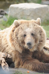 Obraz na płótnie Canvas bear, wildlife, predators, shelter, endangered, great, dangerous, attack,