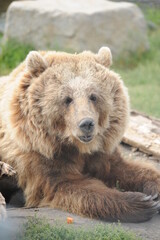 Fototapeta na wymiar bear, wildlife, predators, shelter, endangered, great, dangerous, attack,
