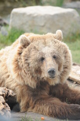 bear, wildlife, predators, shelter, endangered, great, dangerous, attack,