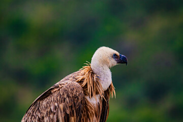portrait of a vulture close up	
