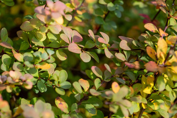 Bright colorful leaves on bushes in autumn, selective focus