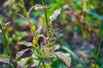 Isachne is a widespread genus of tropical and subtropical plants in the grass family, found in Asia, Africa, Australia, the Americas, and various oceanic islands.