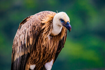 portrait of a vulture close up