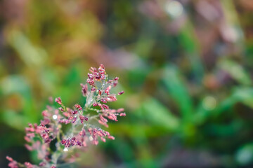 Isachne is a widespread genus of tropical and subtropical plants in the grass family, found in Asia, Africa, Australia, the Americas, and various oceanic islands.