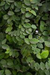 Green leaves, natural background, green wild leaves in park