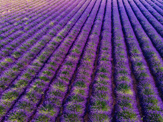 Lavender field in Provence France