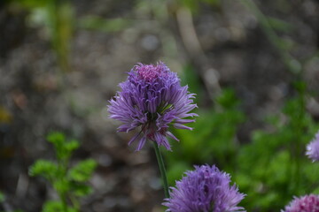 Close up Chives Flower