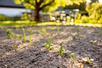 Seedlings growing up from fertile soil in the farmer's garden, morning sun shines. Ecology and ecological balance, farming and planting. Agricultural scene with sprouts in earth, close up. Soft focus.
