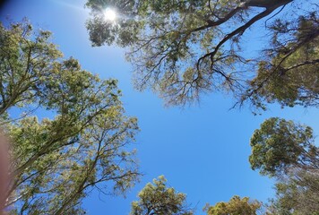 Obraz premium beach trees sun tamarisks in preveza monolithi beach greece