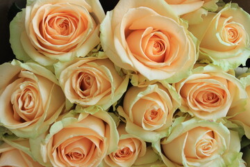 Obraz na płótnie Canvas Bouquet of beautiful roses. Macro. Russia.