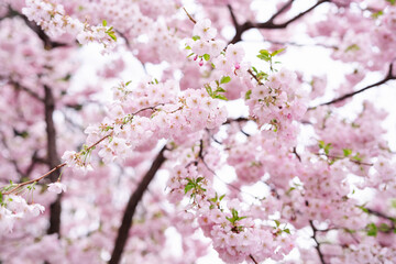 Spring time, sakura, garden, cherry blossom over background 
