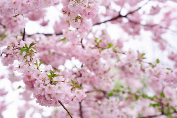 Fototapeta na wymiar Spring time, sakura, garden, cherry blossom over background 