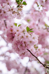 Spring time, sakura, garden, cherry blossom over background 
